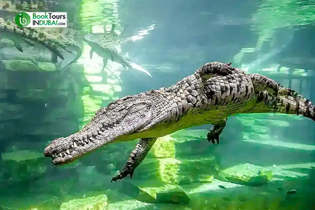 Dubai, Travel, Educational Experiences At Dubai Crocodile Park
