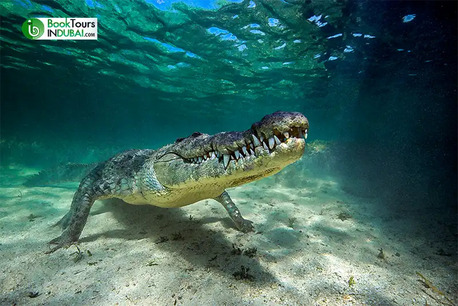 Dubai, Travel, Educational Experiences At Dubai Crocodile Park