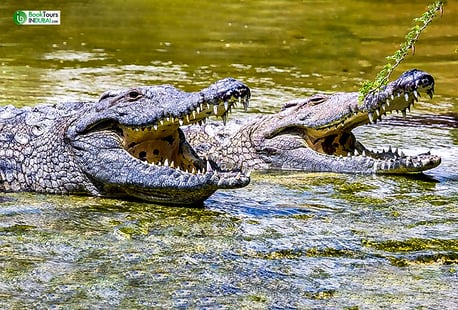 Dubai, Travel, Educational Experiences At Dubai Crocodile Park