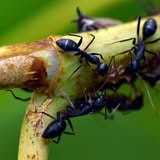 New York, Pest Control, J&J Exterminating Natchitoches