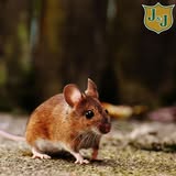 New York, Pest Control, J&J Exterminating Natchitoches