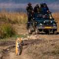 Corbett Online Booking &ndash; Safari, Tours & Forest Rest Houses