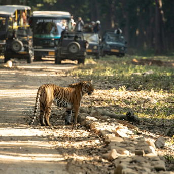 Mumbai, Travel, Corbett Online Booking &ndash; Safari, Tours & Forest Rest Houses