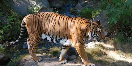 Mumbai, Travel, Corbett Online Booking &ndash; Safari, Tours & Forest Rest Houses