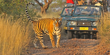Mumbai, Travel, Corbett Online Booking &ndash; Safari, Tours & Forest Rest Houses