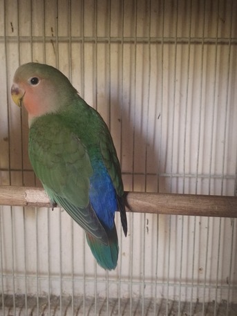 Dammam, Pet Supplies, SAR 100,  Love Bird For Sale