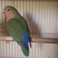 SAR 100,  Love Bird For Sale