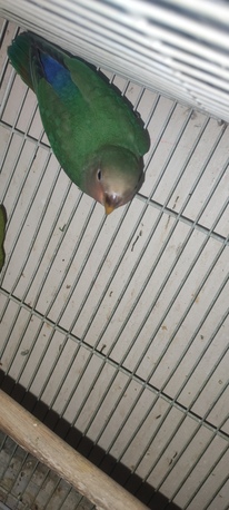 Dammam, Pet Supplies, SAR 100,  Love Bird For Sale