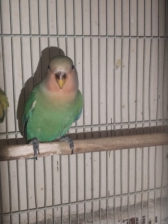 Dammam, Pet Supplies, SAR 100,  Love Bird For Sale