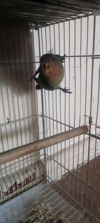Dammam, Pet Supplies, SAR 100,  Love Bird For Sale