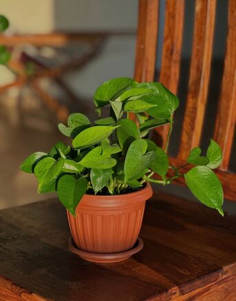 Juffair, Household Items, BHD 2,  Money Plants For Sale Only 2BD