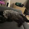 2 Male Cats For Adoption