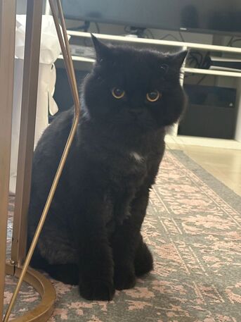Manama, Pet Adoption, 2 Male Cats For Adoption