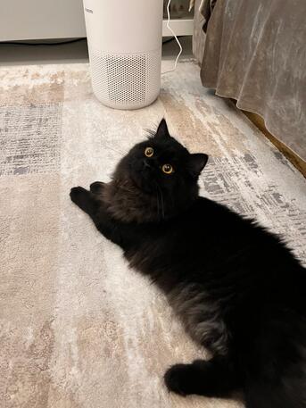Manama, Pet Adoption, 2 Male Cats For Adoption