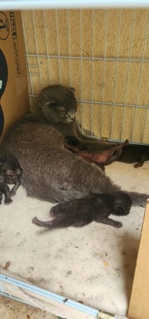 Riyadh, Pet Supplies, SAR 3500,  Cats For Sale