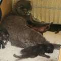 SAR 3500,  Cats For Sale