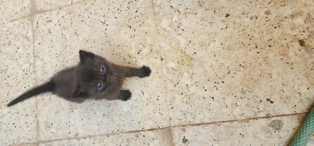 Riyadh, Pet Supplies, SAR 3500,  Cats For Sale