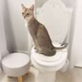 Kitty Toilet Training Kit For Easy And Clean Cat Toilet Training