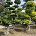 Garden & Irrigation Services @ Low Rate !!!