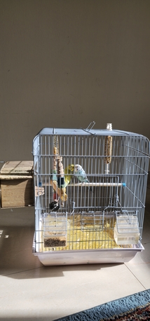 Al Mounsiyah, Pet Supplies, SAR 200,  Buggies For Sale