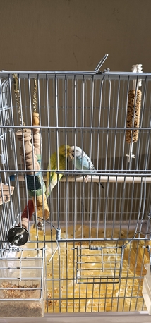 Al Mounsiyah, Pet Supplies, SAR 200,  Buggies For Sale