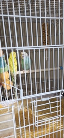 Al Mounsiyah, Pet Supplies, SAR 200,  Buggies For Sale