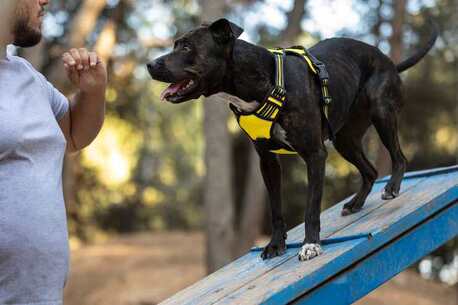 Chennai, Pet Sitting, Dog Training Service In Chennai