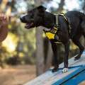 Dog Training Service In Chennai