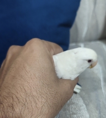 Dammam, Pet Adoption, Albino Love Birds