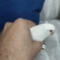 Albino Love Birds