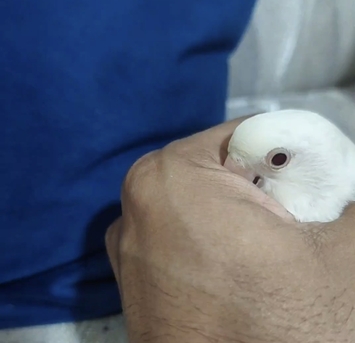 Dammam, Pet Adoption, Albino Love Birds