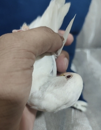 Dammam, Pet Adoption, Albino Love Birds