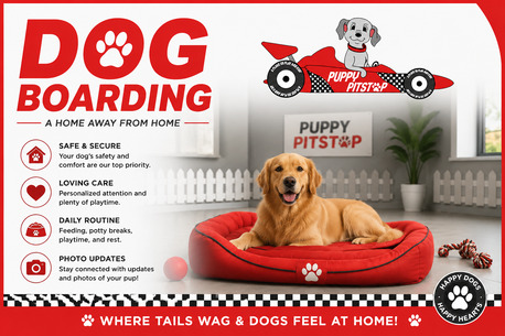 New York, Pet Sitting, Dog Boarding In Brownsburg, Indiana | Puppy Pitstop