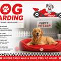Dog Boarding In Brownsburg, Indiana | Puppy Pitstop