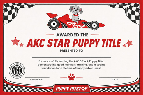 New York, Pet Sitting, Dog Boarding In Brownsburg, Indiana | Puppy Pitstop