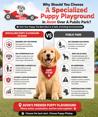 New York, Pet Sitting, Dog Boarding In Brownsburg, Indiana | Puppy Pitstop