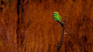 Ahmedabad, Travel, Gujarat Birding Tour | Little Rann Of Kutch Birdwatching