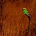 Gujarat Birding Tour | Little Rann Of Kutch Birdwatching