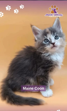 New Delhi, Pet Supplies, Mainecoon Breed, British Short Hair, Siamese Breed