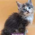 Mainecoon Breed, British Short Hair, Siamese Breed
