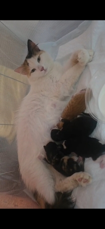 Nairyah, Pet Supplies, SAR 250,  Turkish Cat With 4 Kittens