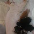 SAR 250,  Turkish Cat With 4 Kittens