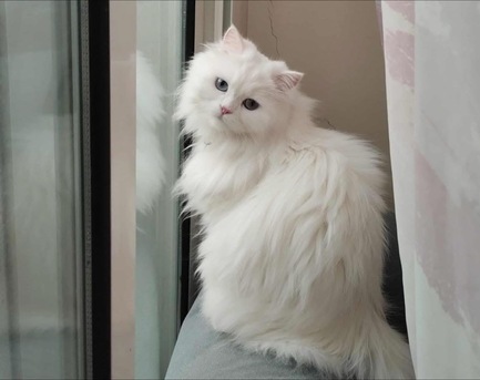 Jeddah, Pet Adoption, Looking For  Foster Home For Few Months