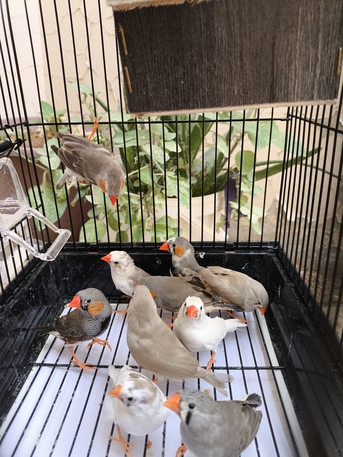 Olaya, Pet Supplies, SAR 60,  Zebra Finch(australian Type)