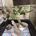 SAR 60,  Zebra Finch(australian Type)