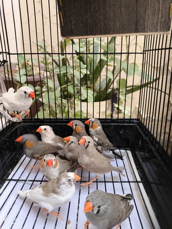 Olaya, Pet Supplies, SAR 60,  Zebra Finch(australian Type)