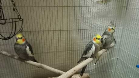 Dammam, Pet Supplies, SAR 150,  Cockateil & Big Cage