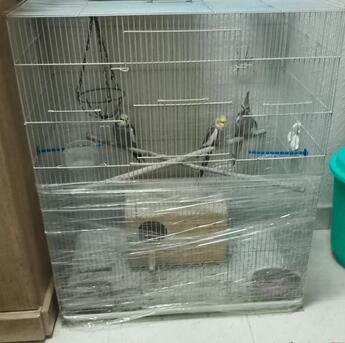 Dammam, Pet Supplies, SAR 150,  Cockateil & Big Cage