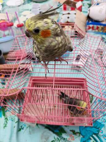 Dammam, Pet Supplies, SAR 150,  Cockateil & Big Cage