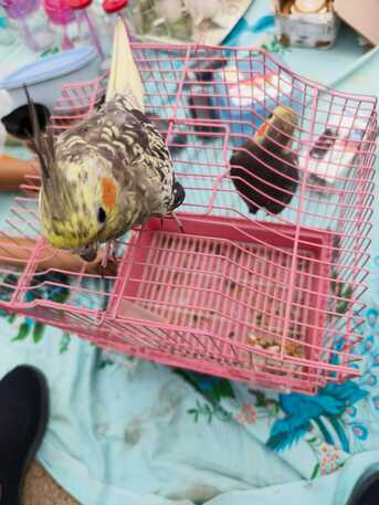 Dammam, Pet Supplies, SAR 150,  Cockateil & Big Cage